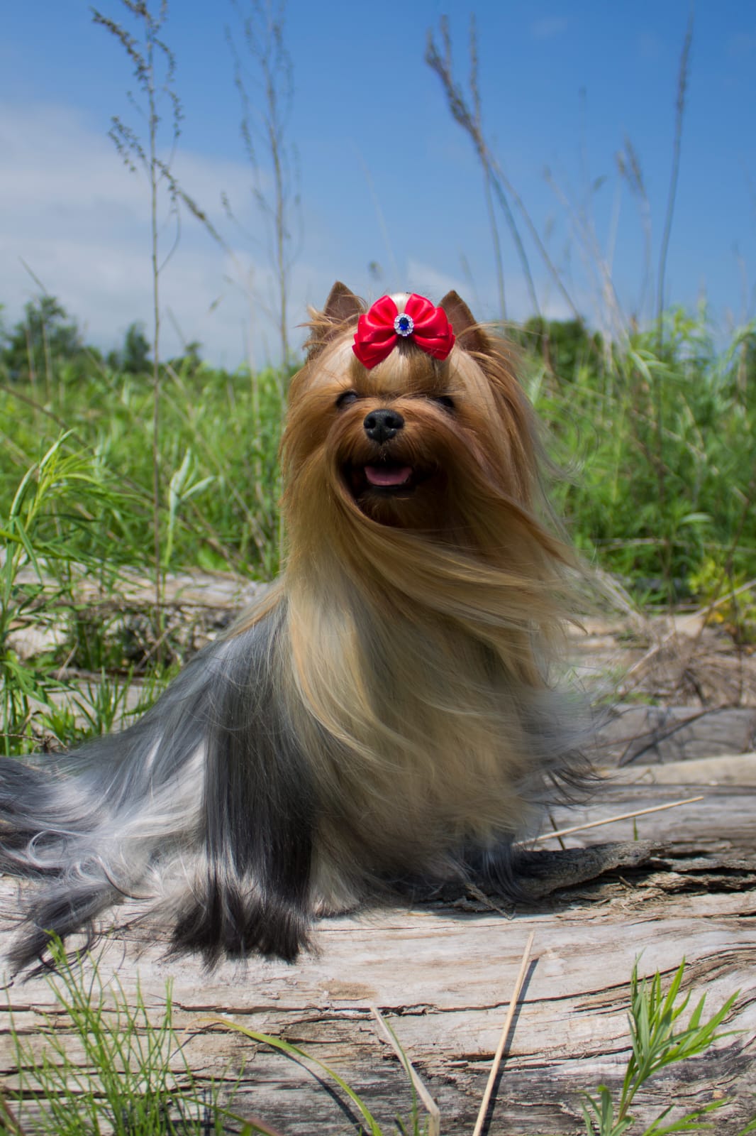 OLIS BEAUTY RASHEL IZ OLIS BEAUTI &mdash; Labaza DogPedigree YorkshireTerrier
